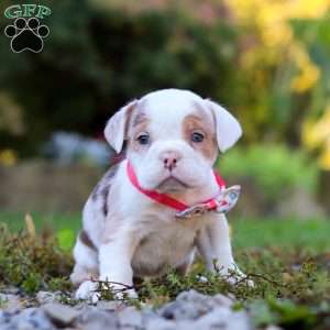 Maya, Beabull Puppy